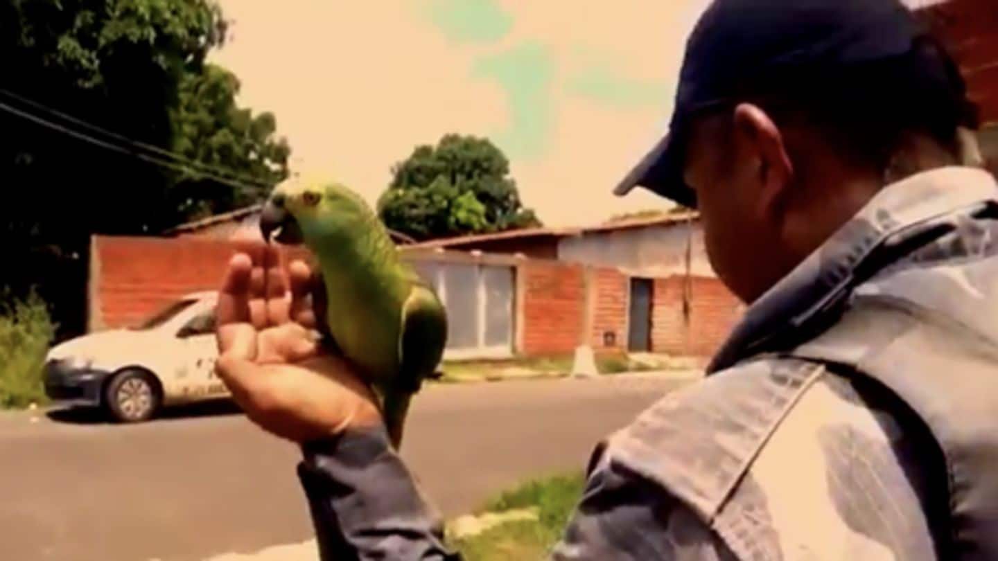 ब्राज़ील: पुलिस ने तोते को किया गिरफ्तार, ड्रग तस्करों के लिए करता था काम