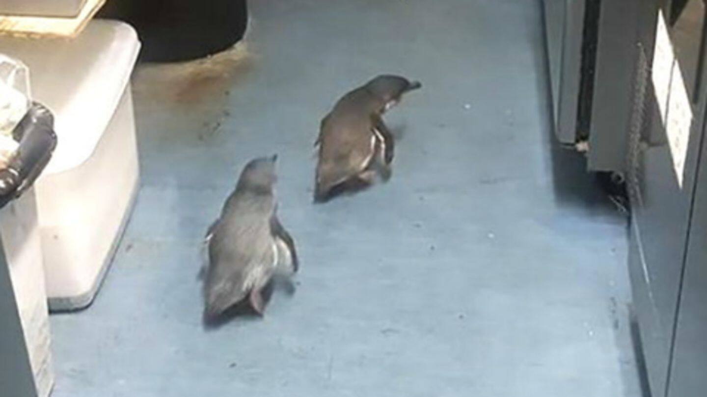 बार-बार दुकान में घुस रहे थे दो पेंग्विन, न्यूज़ीलैंड की वेलिंगटन पुलिस ने हिरासत में लिया