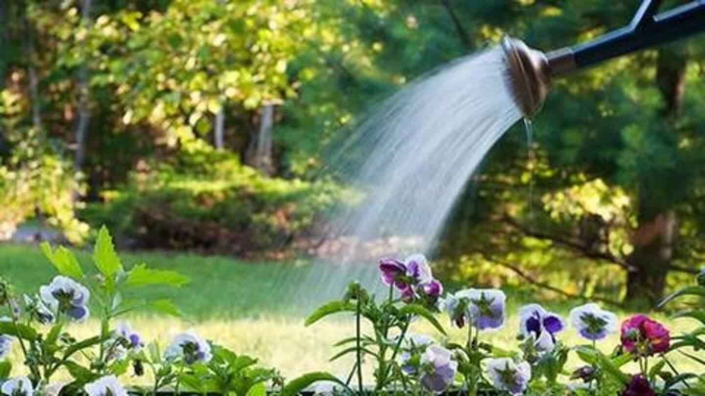 बगीचों में पानी का छिड़काव करना भी अपराध बगीचों में पानी का छिड़काव करना भी अपराध