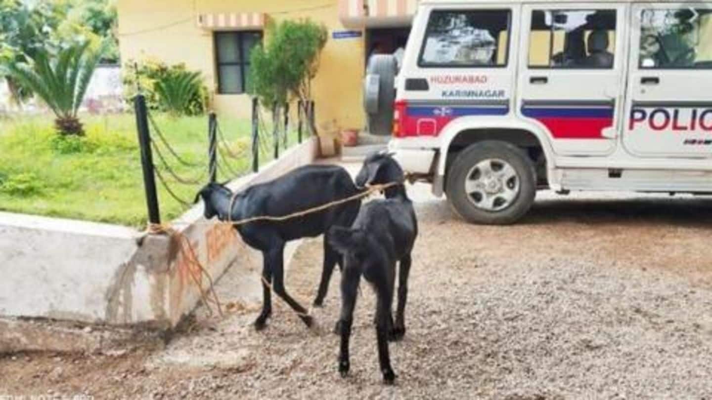 पौधा चरना दो बकरों को पड़ा महँगा, पुलिस ने किया गिरफ़्तार और मालिक पर लगाया जुर्माना