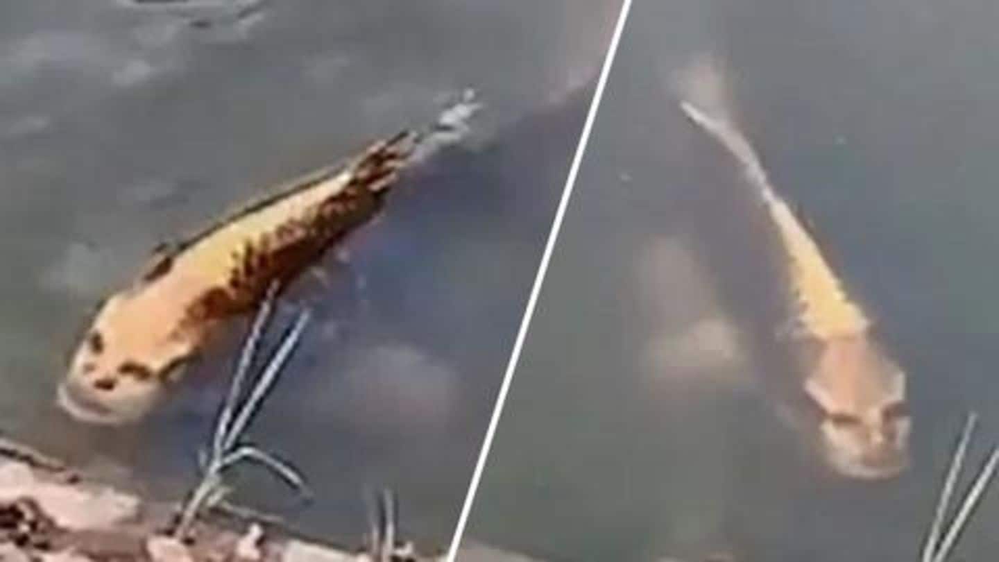 चीन में दिखी इंसानी चेहरे वाली मछली, वायरल वीडियो देखकर लोग हुए हैरान