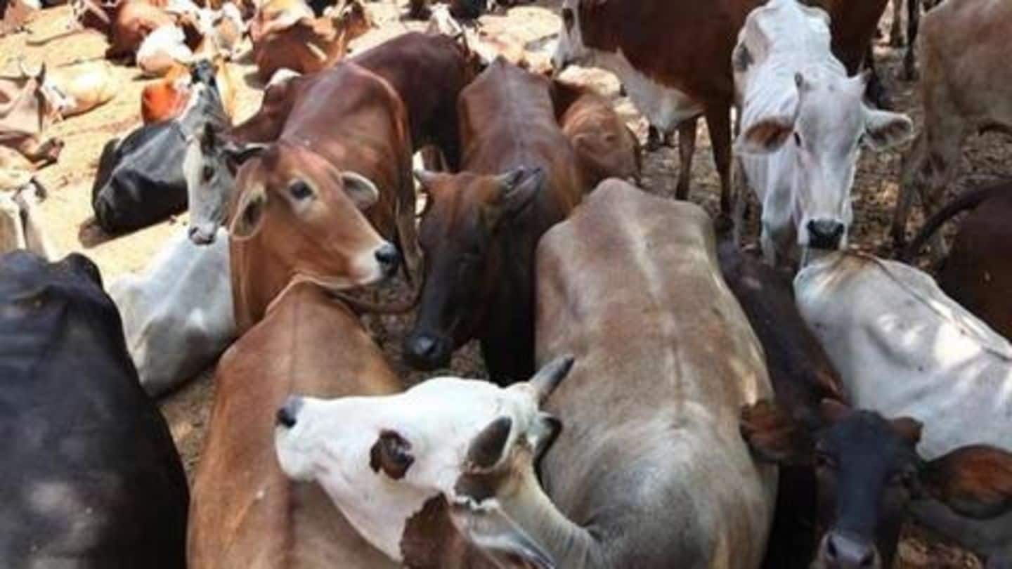अयोध्या: गौशाला में सात गायों का बलात्कार करने के आरोप में व्यक्ति गिरफ़्तार
