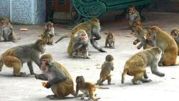 हिमाचल: चरम सीमा पर पहुंची बंदरों की संख्या, अब एक बंदर मारने पर मिलेंगे 1,000 रुपये