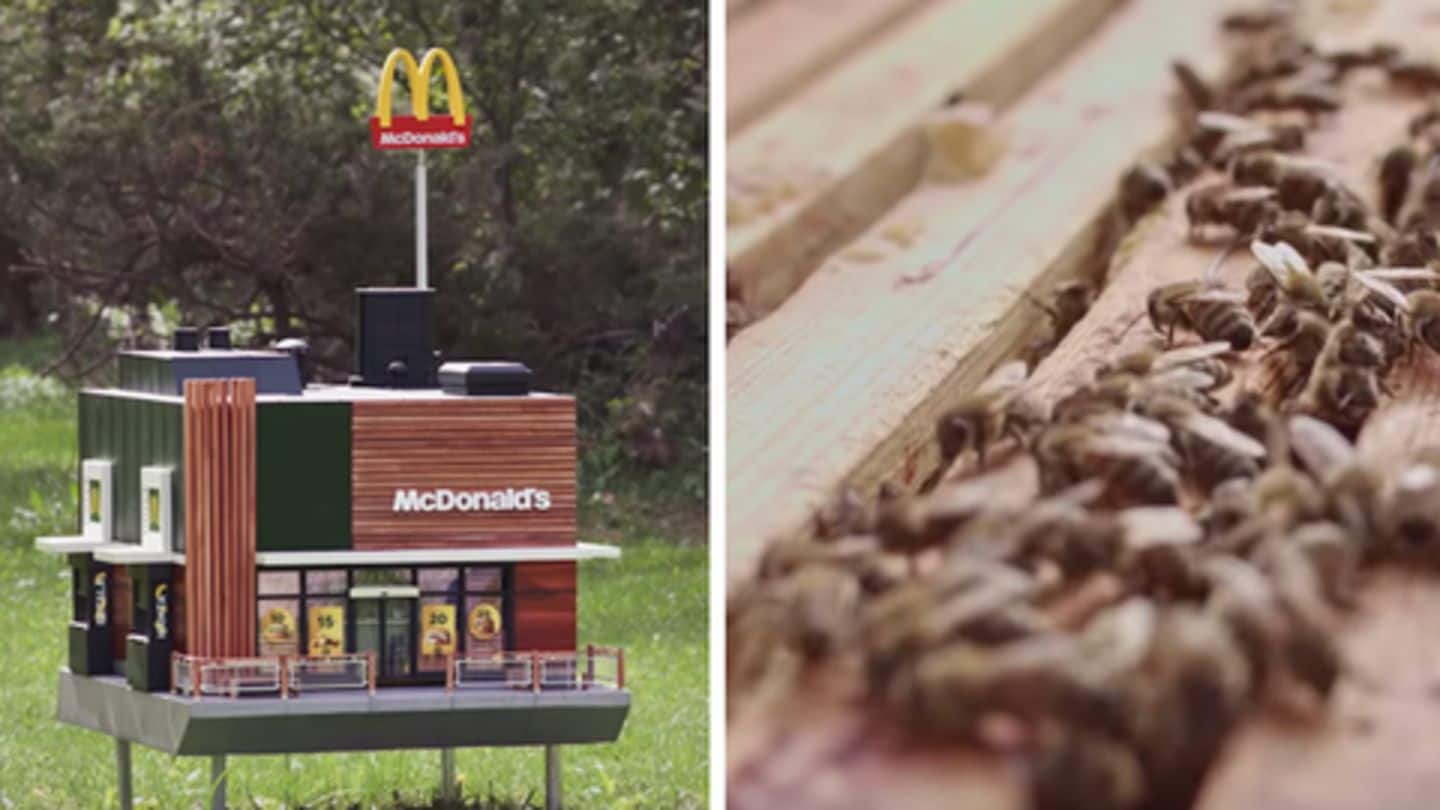 मधुमक्खियों के लिए खोला गया दुनिया का पहला मैकडॉनल्ड रेस्टोरेंट, जानिए कारण