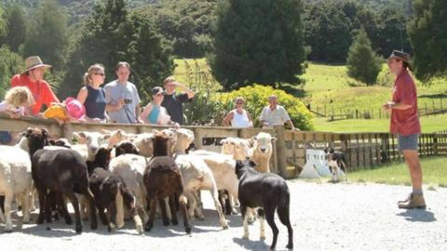 प्राइमरी स्कूल में दिया गया 15 भेड़ों को एडमिशन, जानें कारण