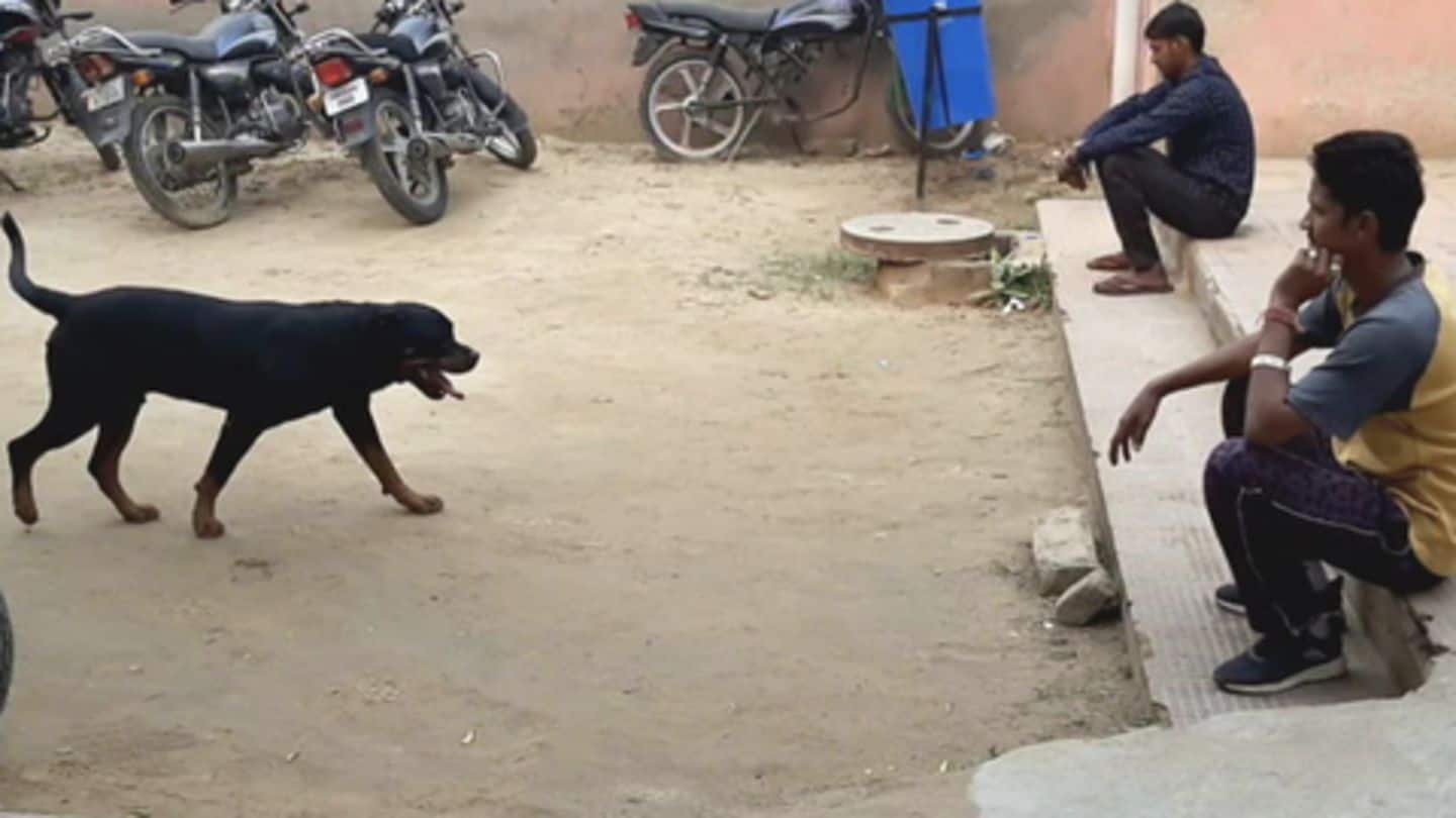 कुत्ते पर दो लोगों ने जताया हक़, जिसने खाई पीपल की क़सम पुलिस ने उसे सौंपा