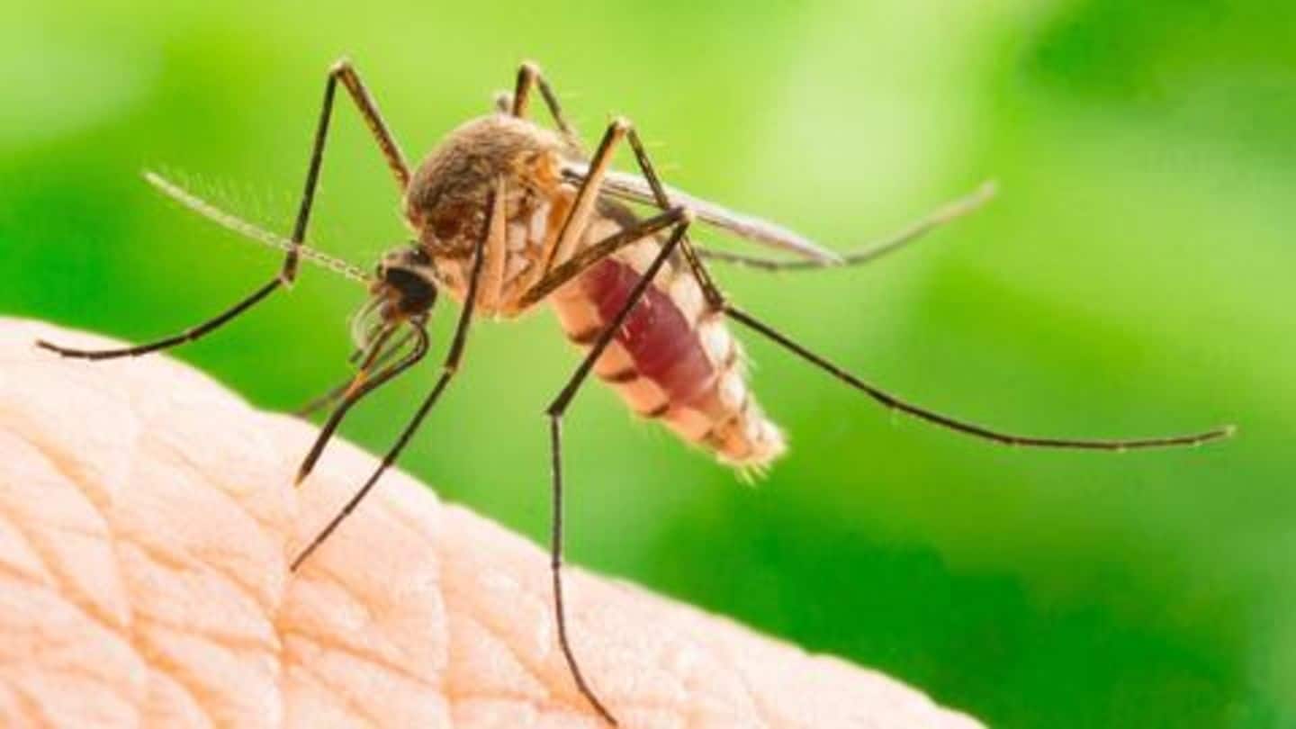 बरसात में मच्छरों से बचने के लिए अपनाएँ ये प्राकृतिक उपाय, रहेंगे बीमारी से दूर