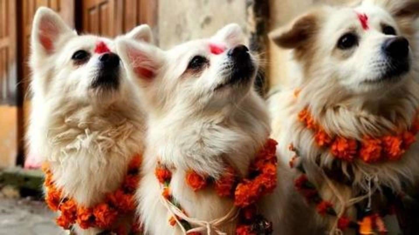 अनोखी परंपरा: इस देश में कुत्तों की पूजा करके अनोखे तरह से मनाई जाती है दिवाली