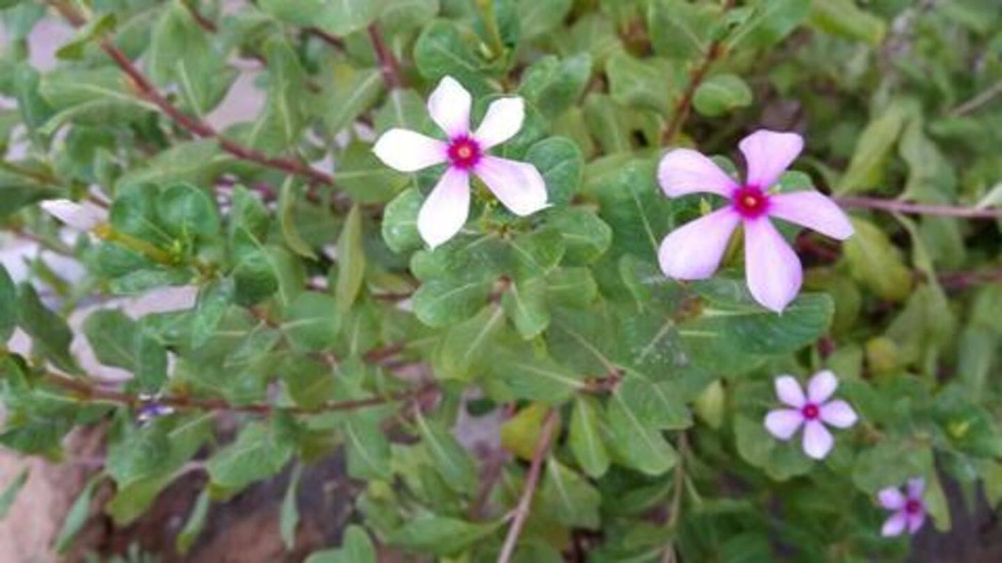 सदाबहार के फूल भी हैं डायबिटीज में फ़ायदेमंद सदाबहार के फूल भी हैं डायबिटीज में फ़ायदेमंद