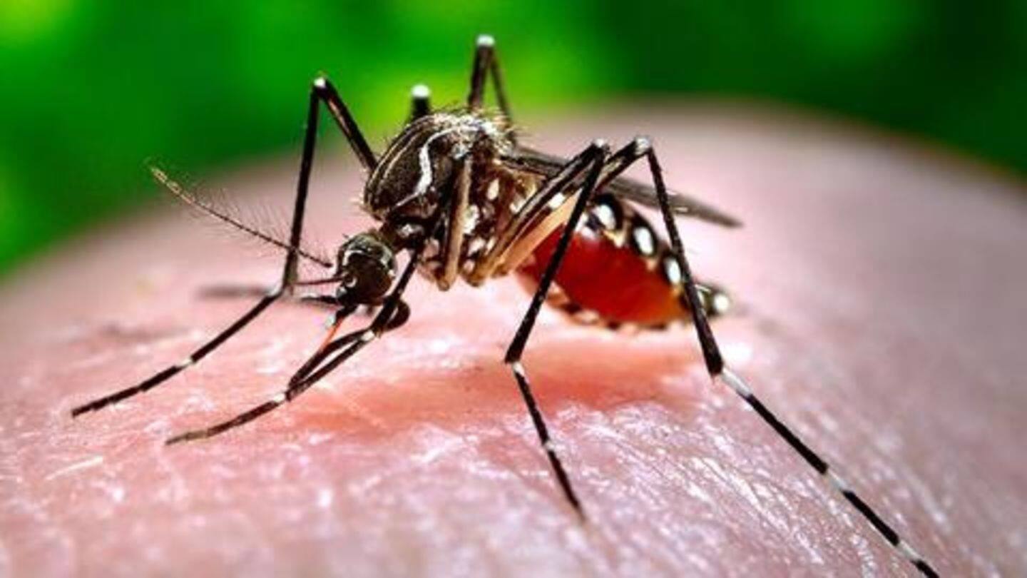 ग्लोबल वार्मिंग के कारण तेज़ी से फैलेगा डेंगू, इस मानसून सुरक्षित रहने के लिए बरतें सावधानी