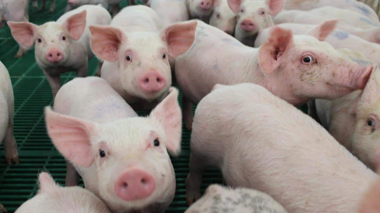 इंसानों को भी चपेट में ले सकता है सूअरों को बीमार करने वाला कोरोना वायरस- अध्ययन