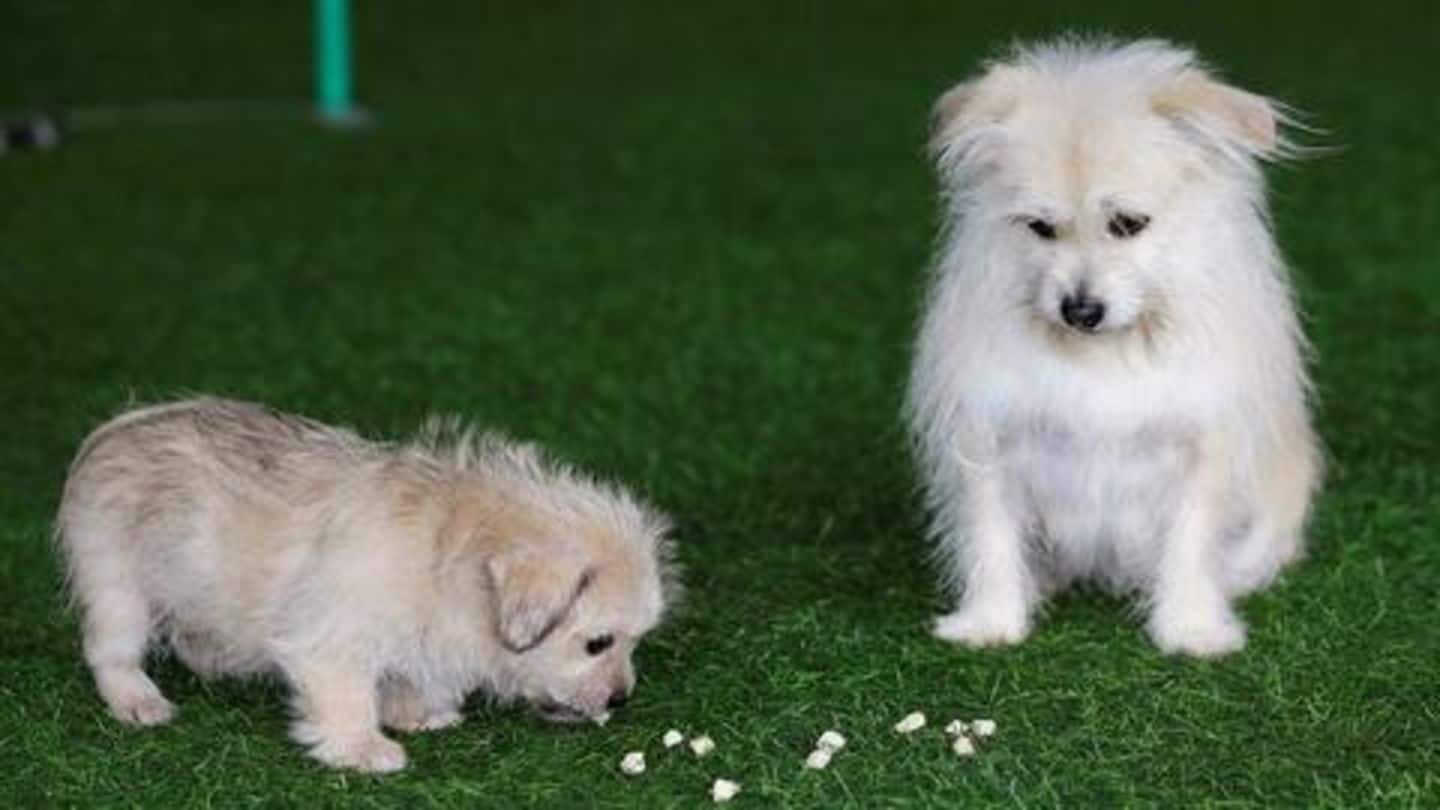 चीन का यह कुत्ता इतना मशहूर, क्लोेन के लिए मालिक ने खर्च किए लाखों रूपए