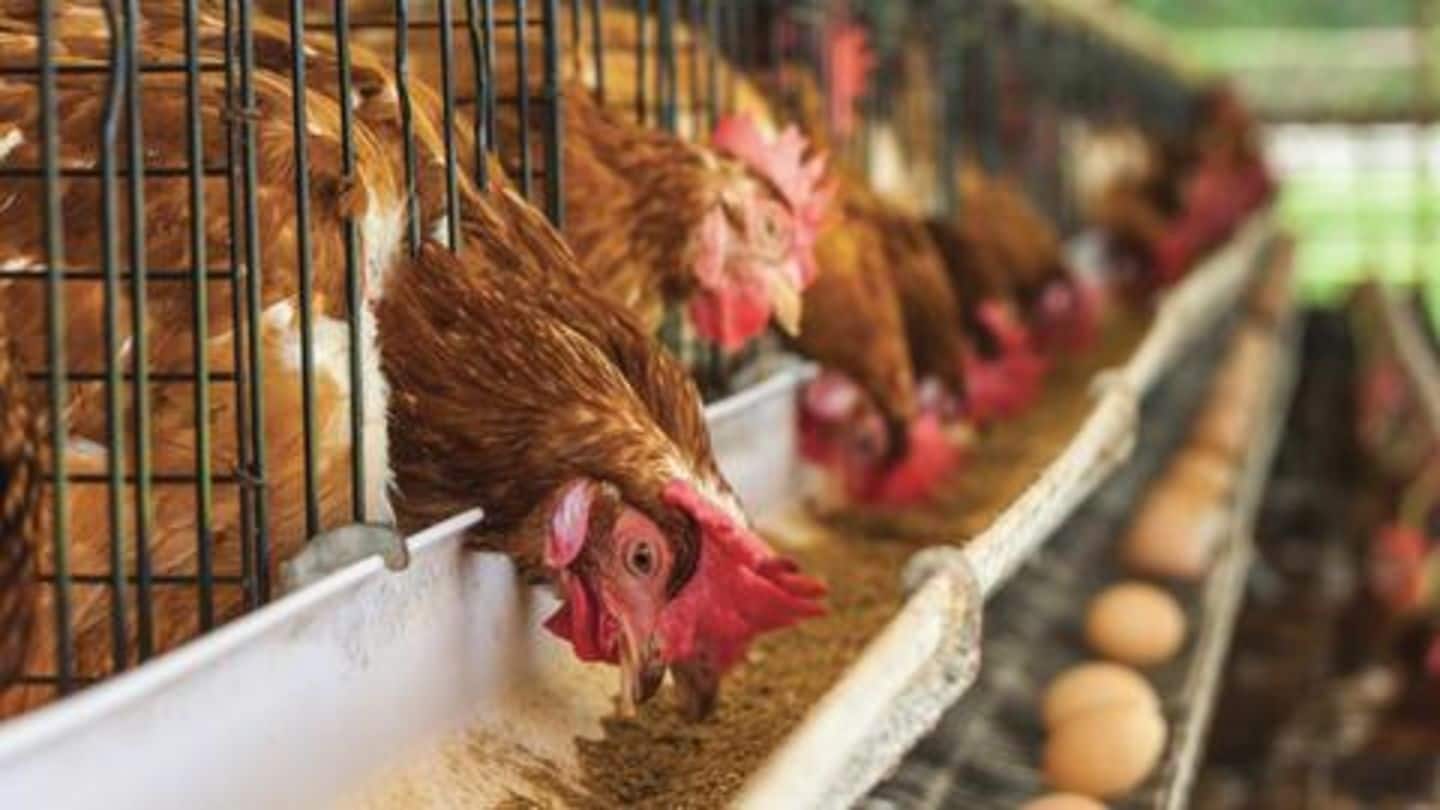 कोरोना वायरस: अफवाहों के चलते गिरे चिकन के दाम, मुर्गों को जिंदा दफना रहे किसान