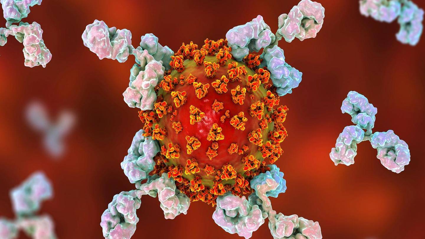 कोरोना वायरस: संक्रमण के बाद शरीर में तेजी से कम होती हैं एंटीबॉडीज- शोध