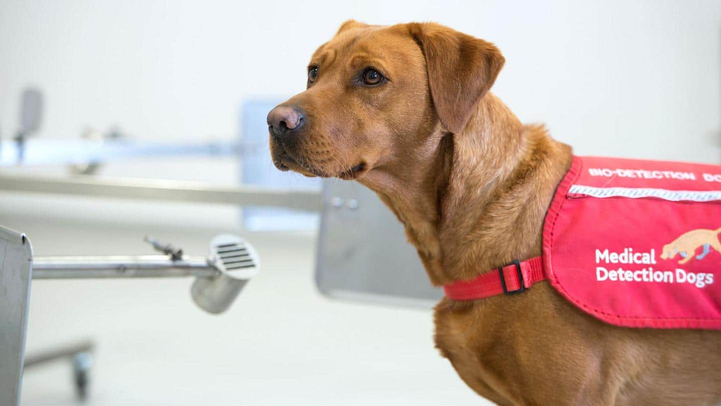हेलसिंकी एयरपोर्ट पर तैनात किए गए प्रशिक्षित कुत्ते, सूंघकर करेंगे कोरोना संक्रमित यात्री की पहचान