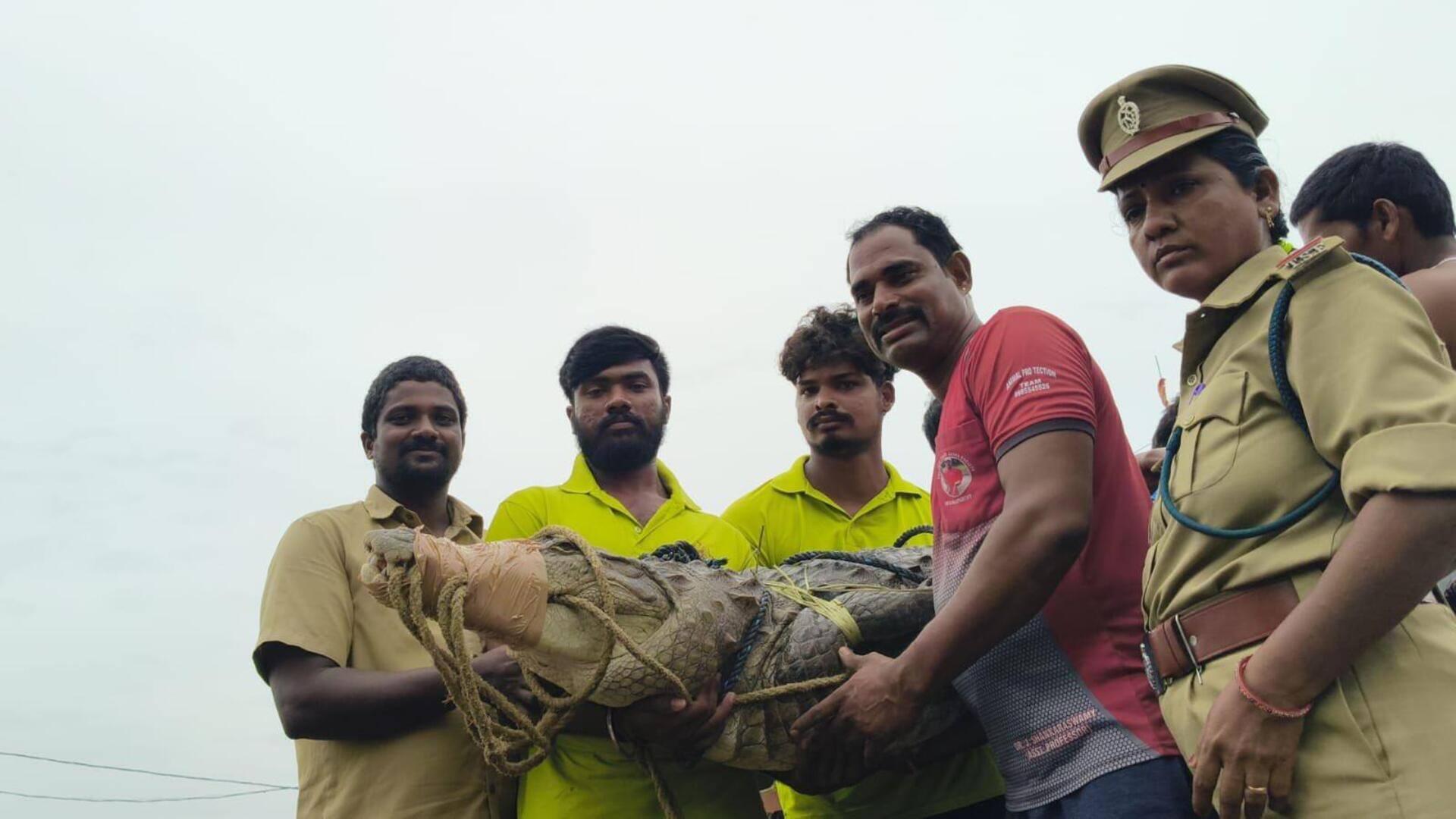 तेलंगाना: नाले के रास्ते से घर के शौचालय में घुस गया मगरमच्छ, मुश्किल से पकड़ा गया