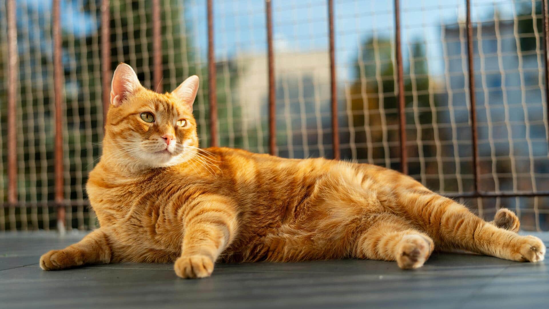 गर्मियों के दौरान अपनी बिल्ली को ठंडक और आराम देने के लिए अपनाएं ये 5 तरीके