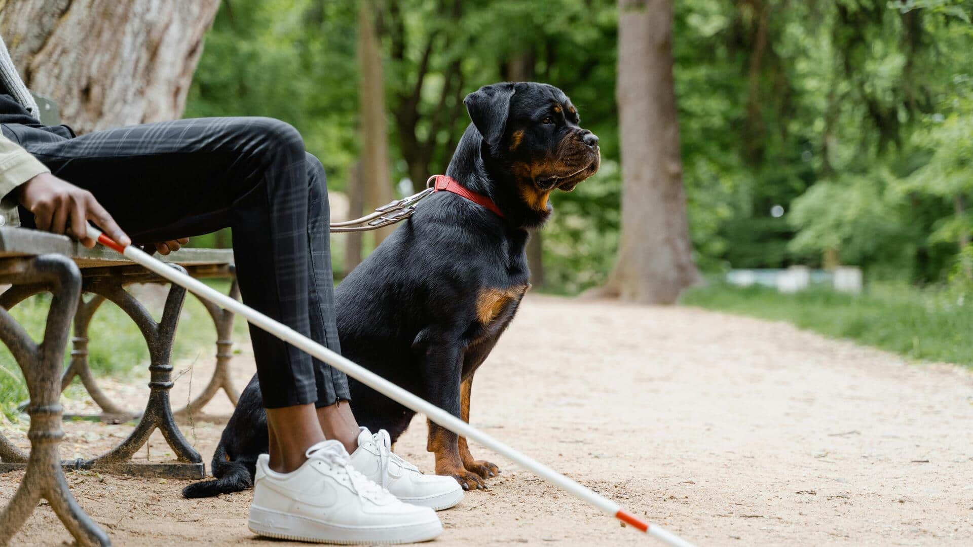 कई क्षेत्रों में इंसानों की मदद करते हैं कुत्ते, जानें कैसे