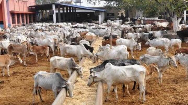 त्रिपुरा: BSF द्वारा तस्करों से बचाई गईं 250 से अधिक गायें गोशाला से चोरी