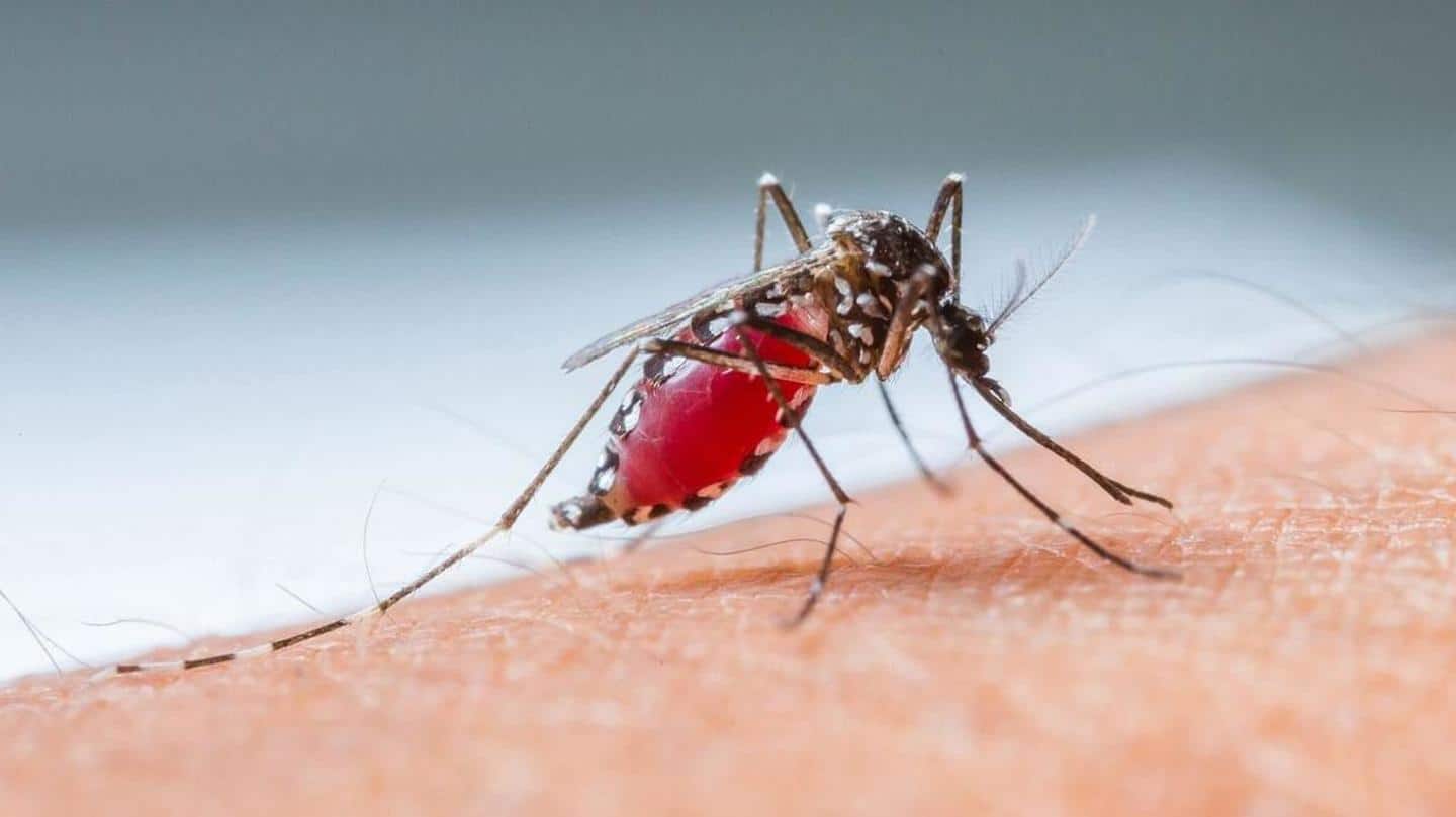 मच्छर नहीं फैला सकते कोरोना वायरस, समझें इसके पीछे का पूरा विज्ञान
