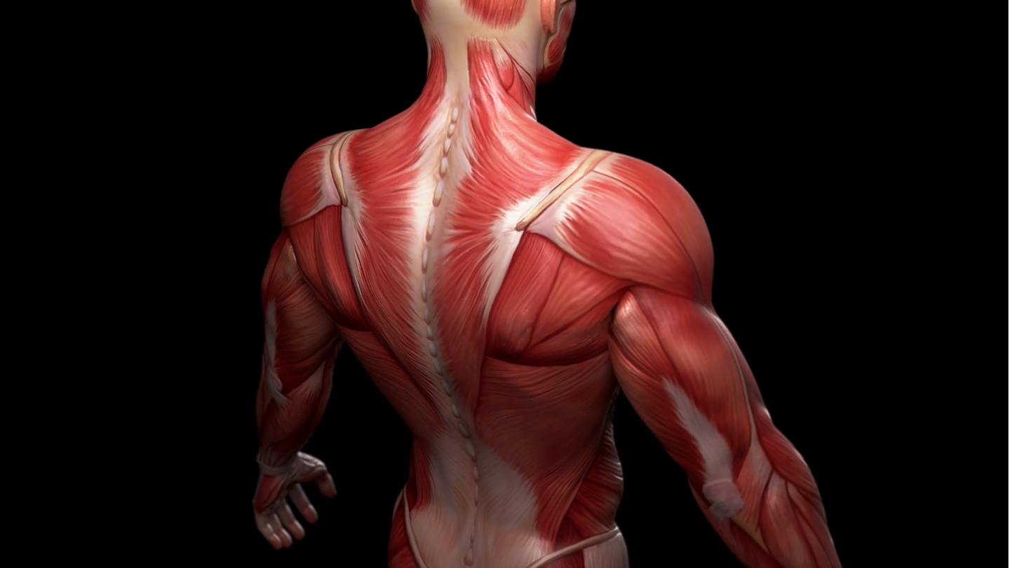 मांसपेशियों को लचीला बनाने में सहायक हैं ये योगासन, जानिए अभ्यास का तरीका