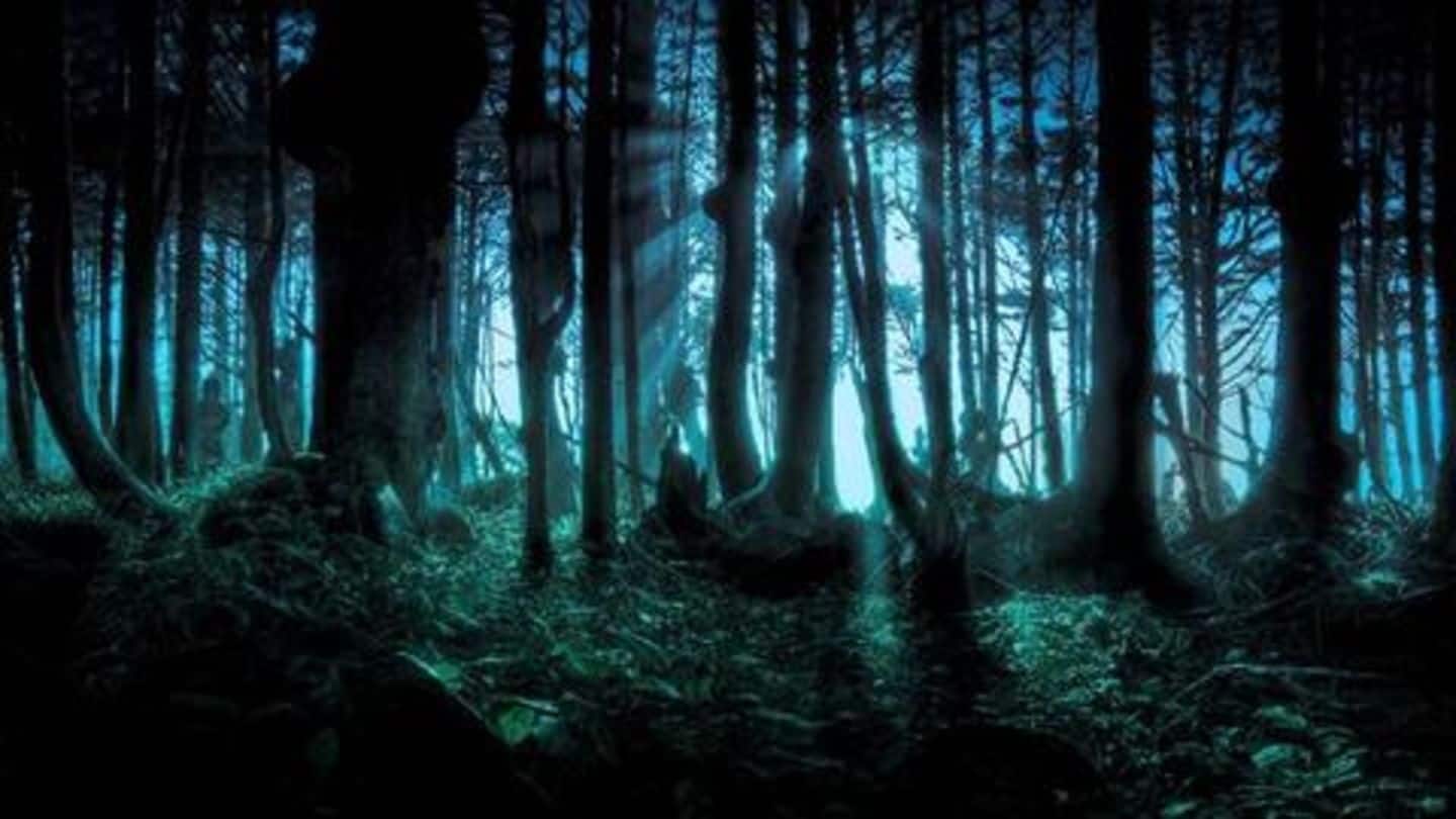 दुनिया का सबसे रहस्यमयी जंगल, जिसके अंदर जानें से डरते हैं लोग