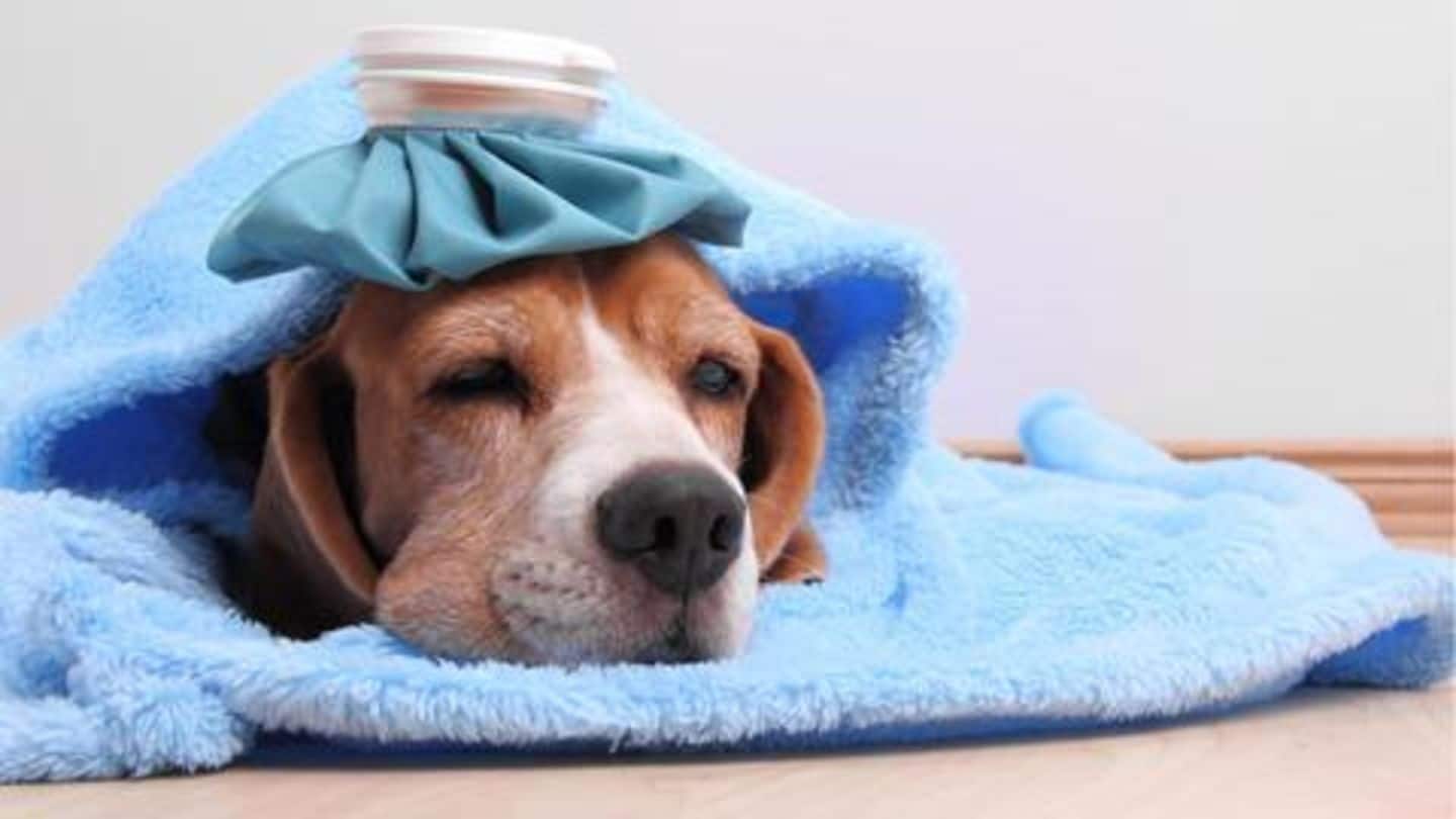 सर्दियों में अपने कुत्ते की देखभाल के लिए अपनाएं ये घरेलू उपचार, मिलेगा फायदा