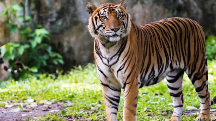 अगर नजदीक से बाघ देखना चाहते हैं तो करें भारत की इन जगहों की सैर