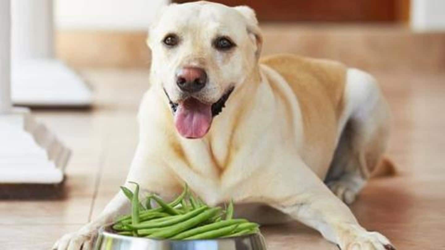 अपने शाकाहारी कुत्ते की डाइट में शामिल करें ये पांच पोषक गुणों से भरपूर खाद्य पदार्थ