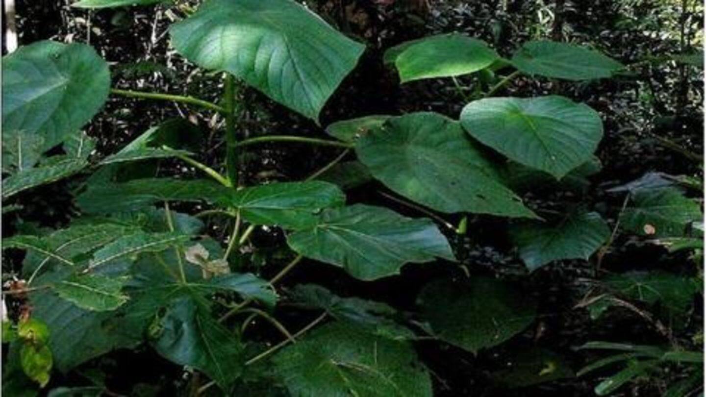 जिमपी स्टिंगर: खूबसूरत दिखने वाले ये पेड़ इंसानी शरीर के लिए हैं बेहद घातक जिमपी स्टिंगर: खूबसूरत दिखने वाले ये पेड़ इंसानी शरीर के लिए हैं बेहद घातक
