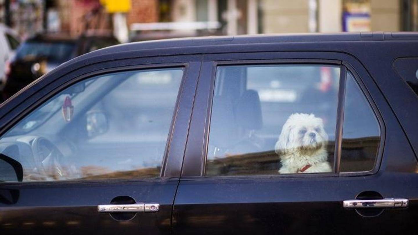 कार में अपने पालतू कुत्ते को न छोड़ें अकेला, हो सकता है खतरनाक