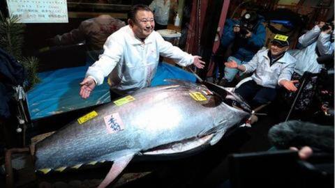 13 करोड़ में बिकी 276 किलो की मछली, जानें क्या है खासियत