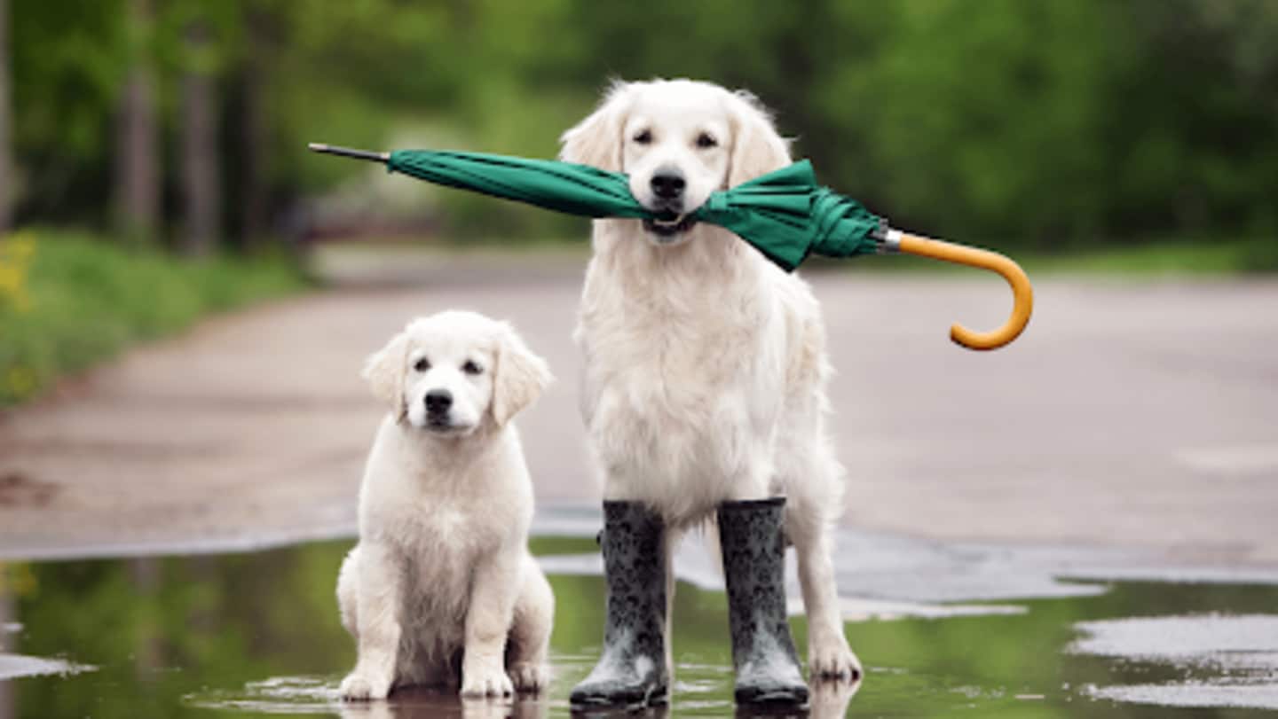 बारिश के मौसम में अपने कुत्ते की इस तरह से करें देखभाल, नहीं पड़ेगा बीमार