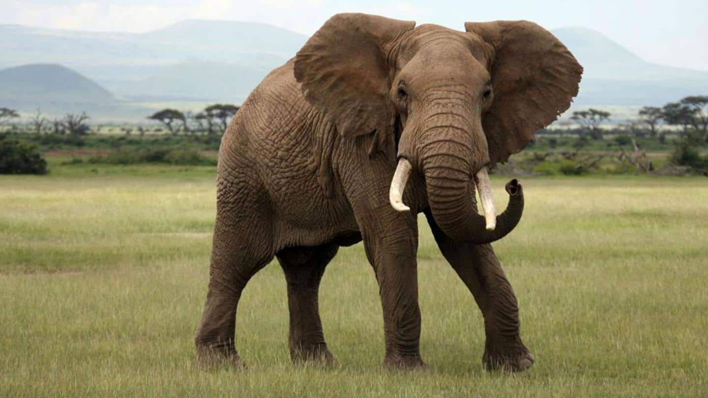 हाथी से जुड़े ऐसे रोचक तथ्य जिनके बारे में आप शायद ही जानते होंगे
