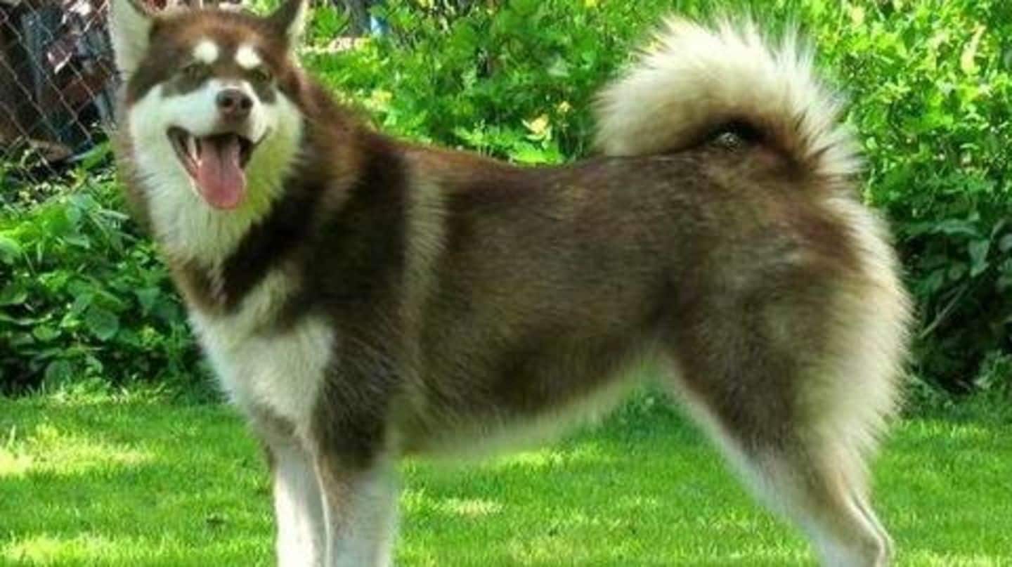 खोए हुए कुत्ते को खोजने वाले को यह व्यक्ति दे रहा एक लाख रूपये का इनाम