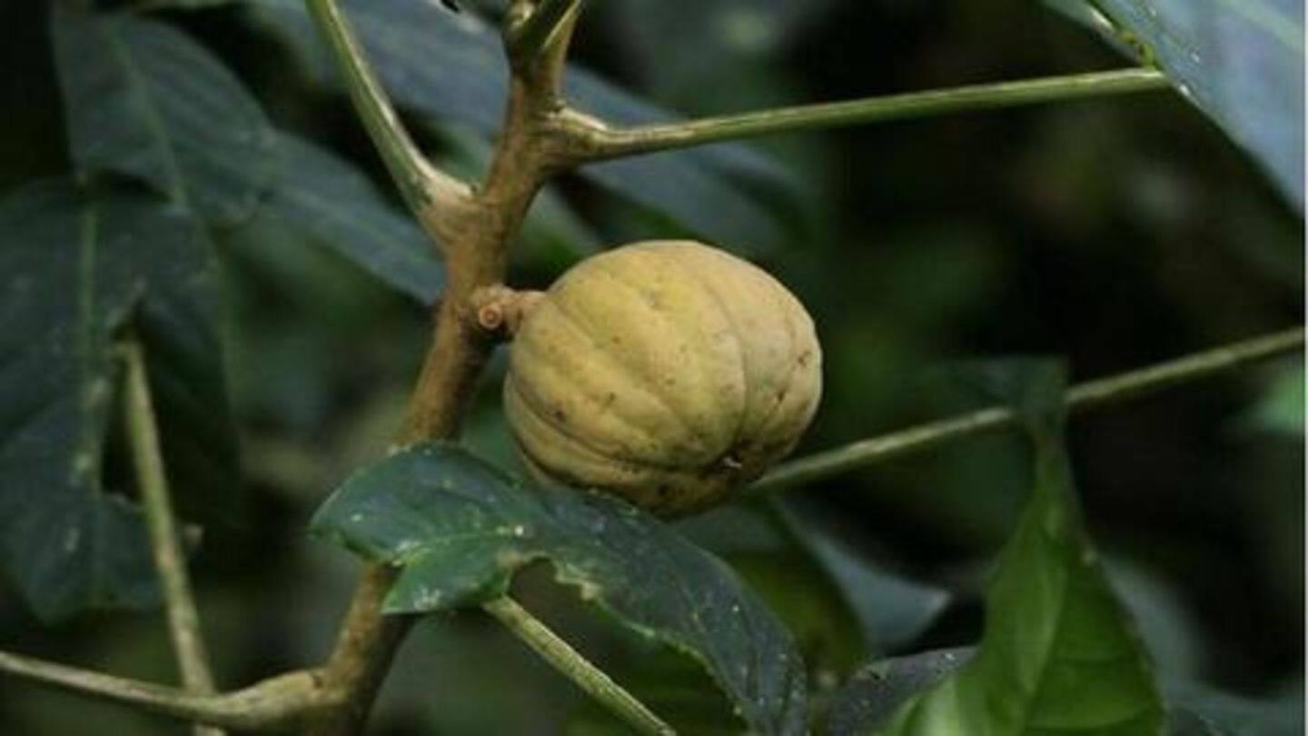पोषमवुड: बम की तरह फूटते हैं इसके पके हुए फल पोषमवुड: बम की तरह फूटते हैं इसके पके हुए फल