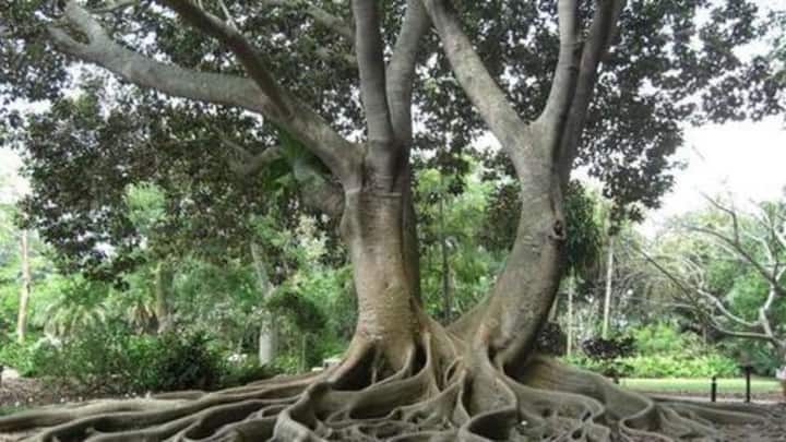 दुनिया के पांच सबसे विचित्र और खतरनाक पेड़, जिनको छूने भर से हो सकती है मौत