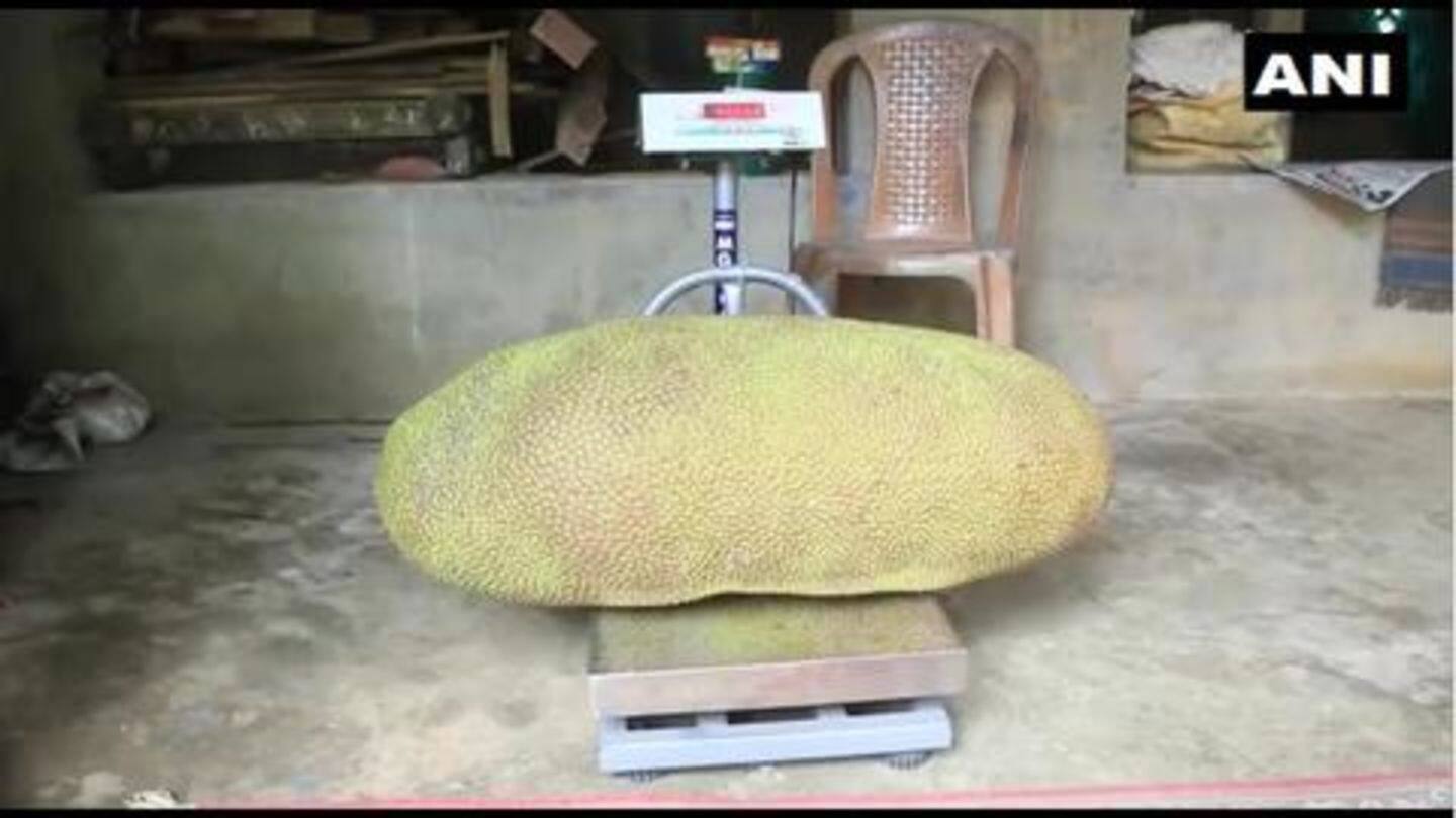 केरल: परिवार को घर में मिला 51.4 किलोग्राम का कटहल, गिनीज रिकॉर्ड के लिए किया आवेदन