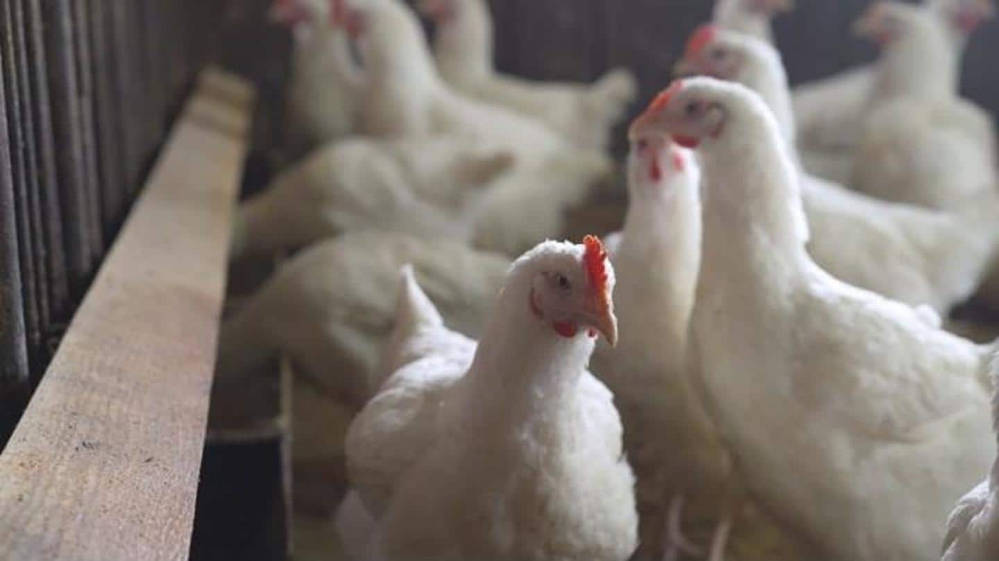 बर्ड फ्लू: उत्तरी और दक्षिणी दिल्ली नगर निगमों ने लगाई चिकन की बिक्री पर रोक