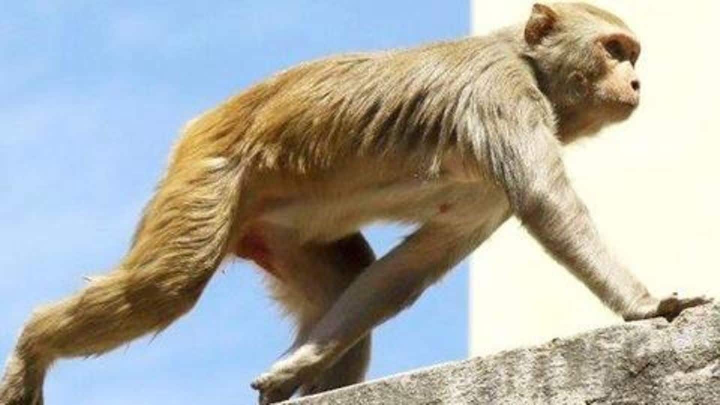 मेरठ: लैब टेक्निशियन के हाथों से कोरोना वायरस टेस्ट का सैंपल लेकर भागा बंदर, मचा हड़कंप