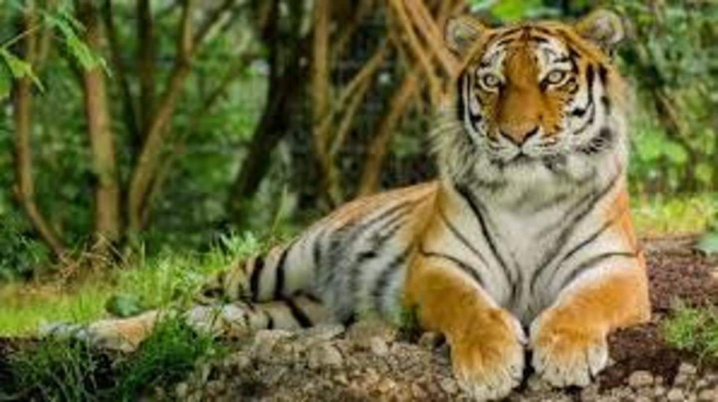 चार साल में देश में बढ़े 741 बाघ, लेकिन घट गया उनके 'घर' का दायरा