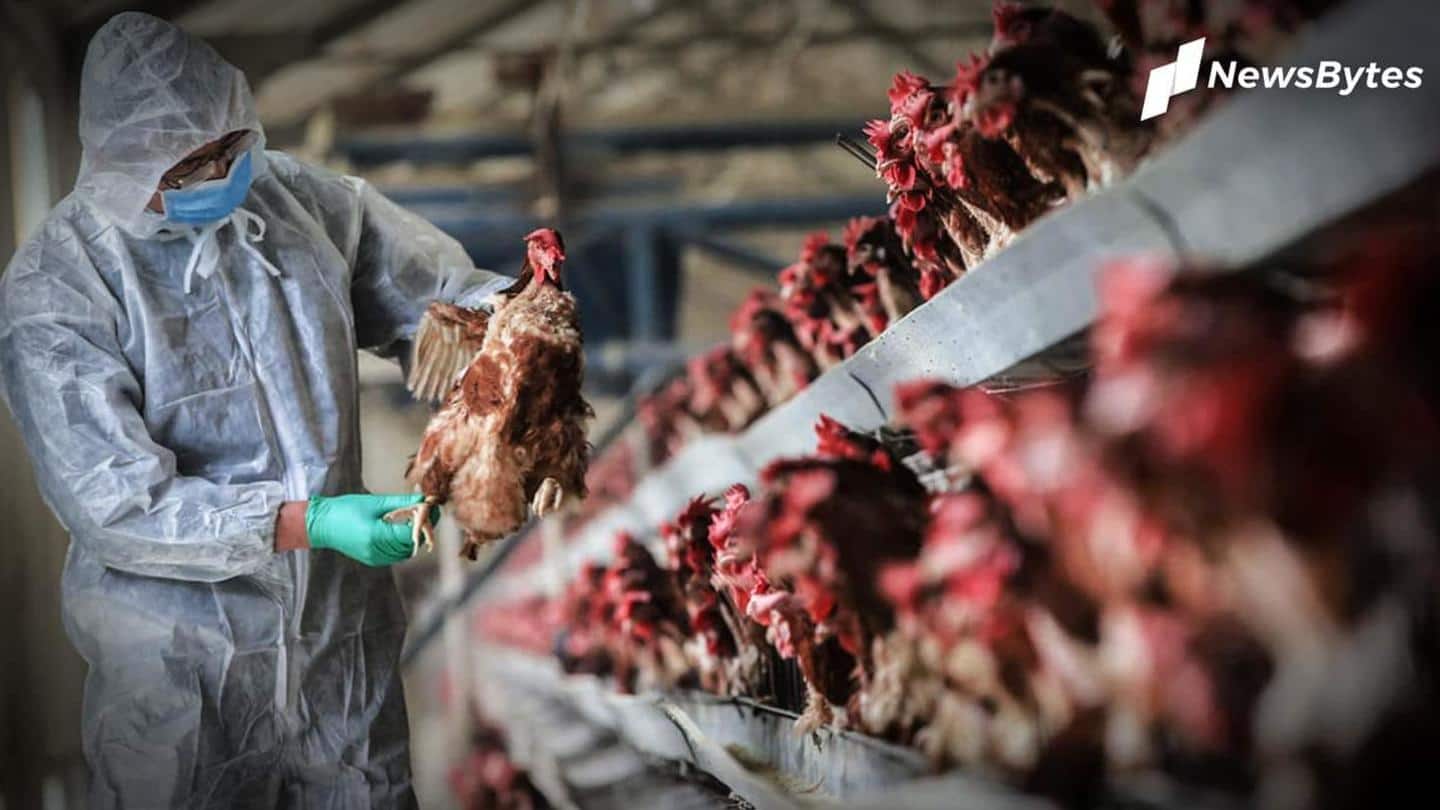 बर्ड फ्लू के कारण चिकन और अंडों की कीमतों में भारी गिरावट