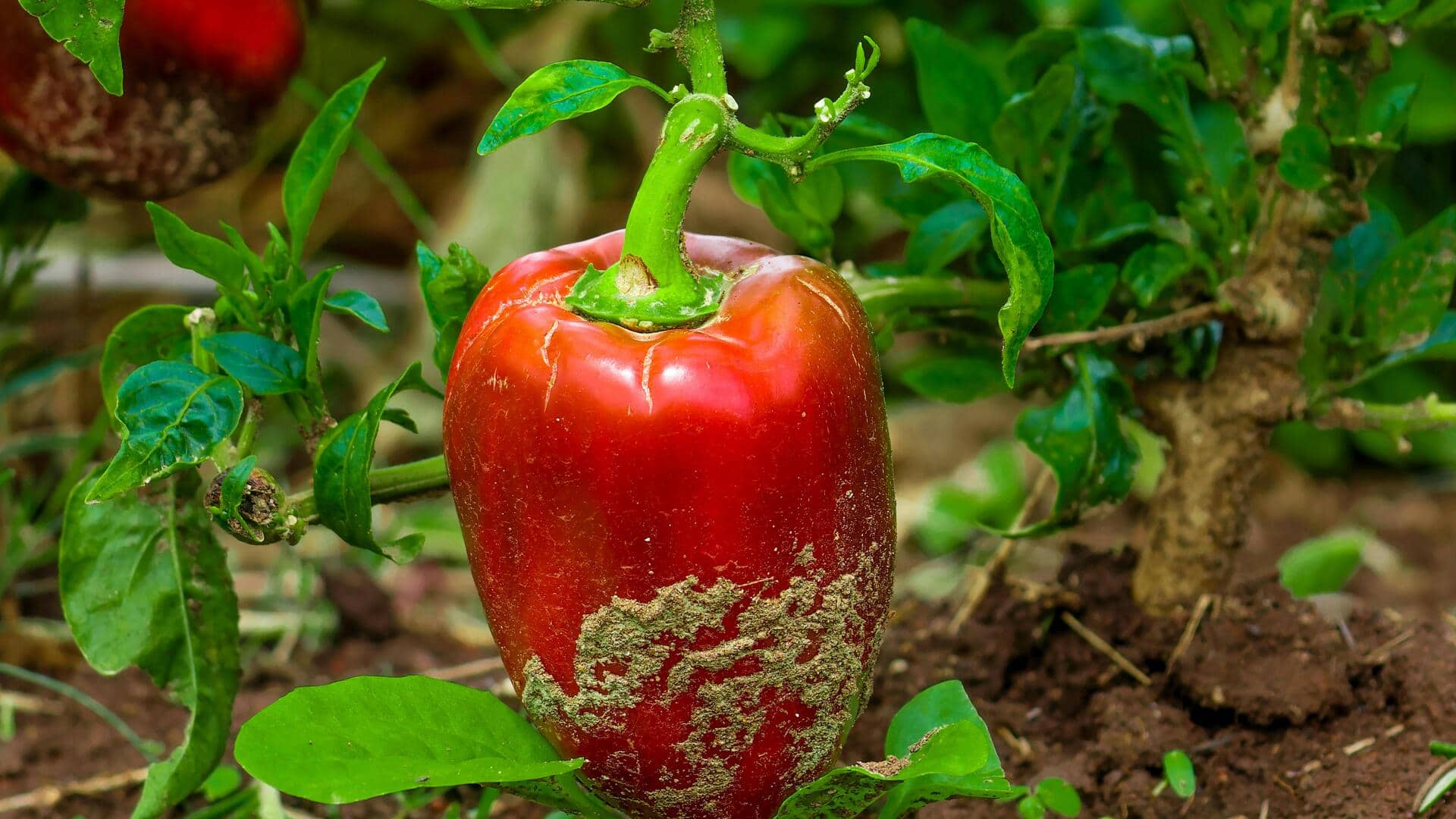 भारतीय रसोई में आसानी से उगाई जा सकती है मीठी शिमला मिर्च, जानें तरीका