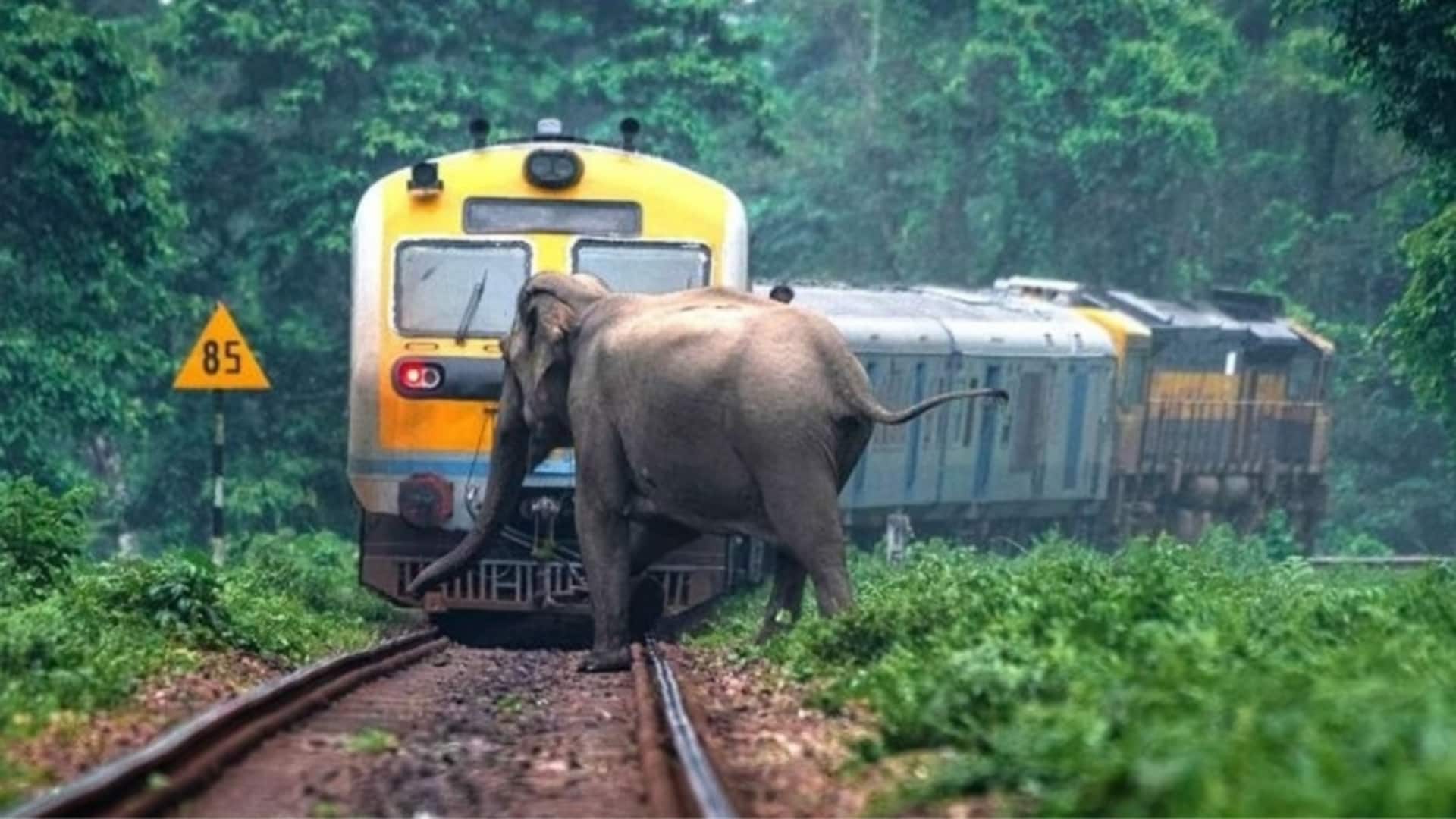 असम: राजधानी एक्सप्रेस से टकराकर 8 हाथियों की मौत, ट्रेन के 5 डिब्बे पटरी से उतरे