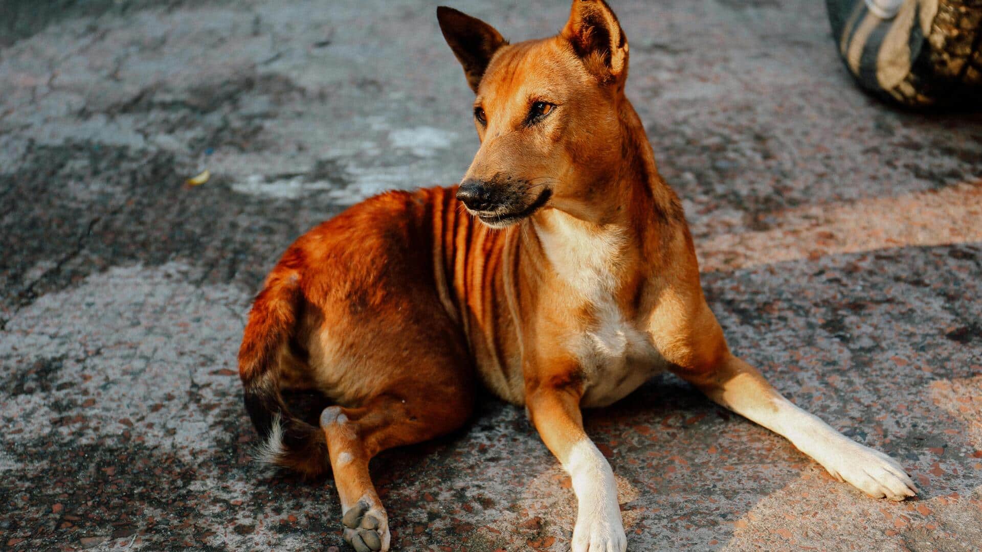 सड़क पर घूमते कुत्तों का ध्यान रखने के लिए अपनाएं ये 5 आसान और प्रभावी टिप्स
