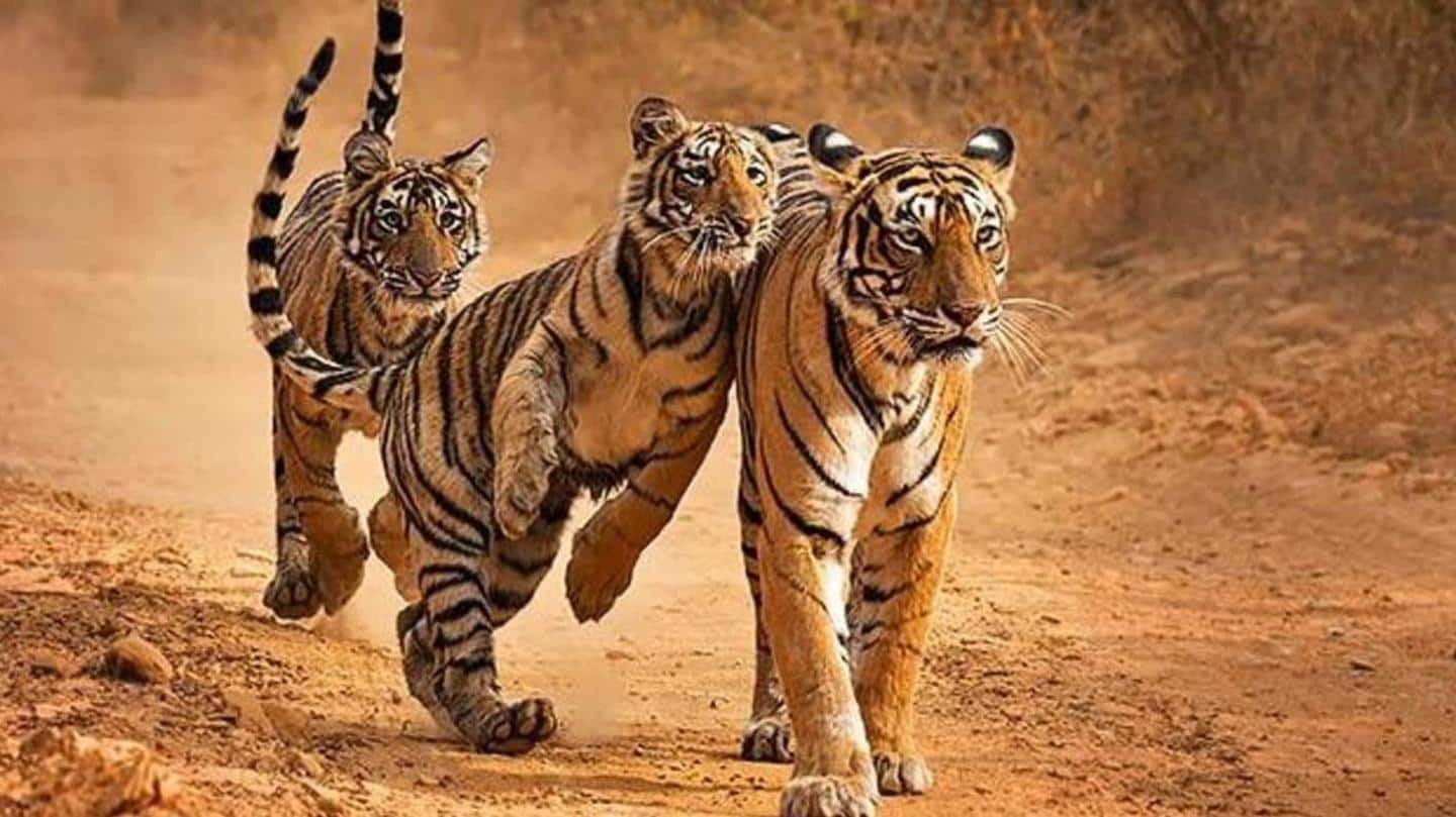 भारत में साल 2021 में हुई 124 बाघों की मौत, पिछले 10 सालों में सबसे ज्यादा