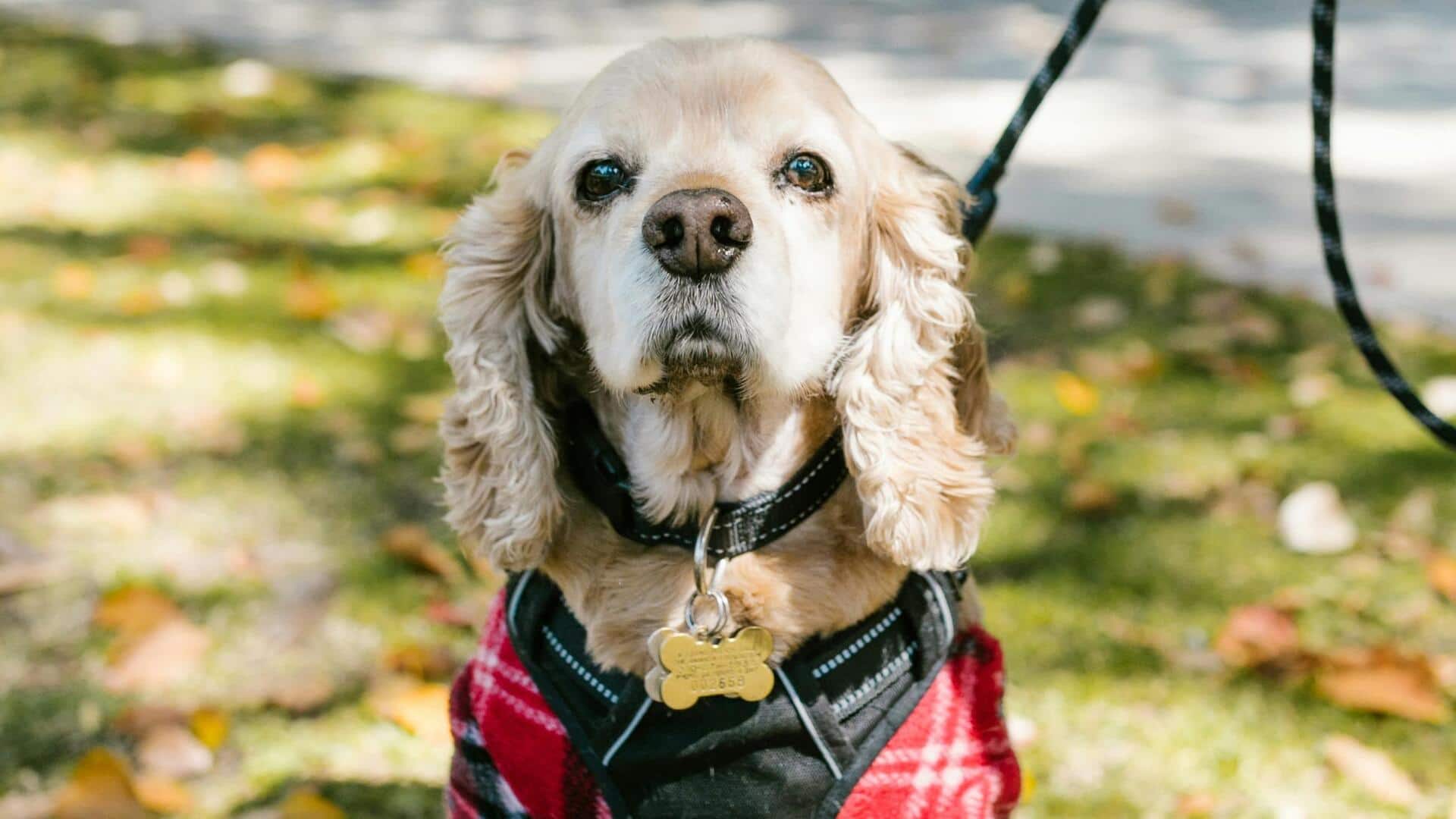 कॉकर स्पैनियल नस्ल के कुत्ते होते हैं बेहद प्यारे, देखभाल करने के लिए अपनाएं ये टिप्स