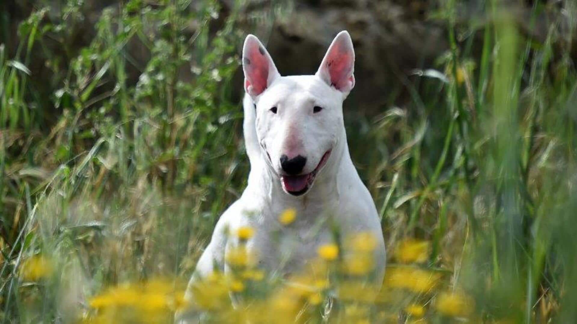बुल टेरियर के दांतों की सफाई के लिए अपनाएं ये 5 तरीके, होगा फायदा