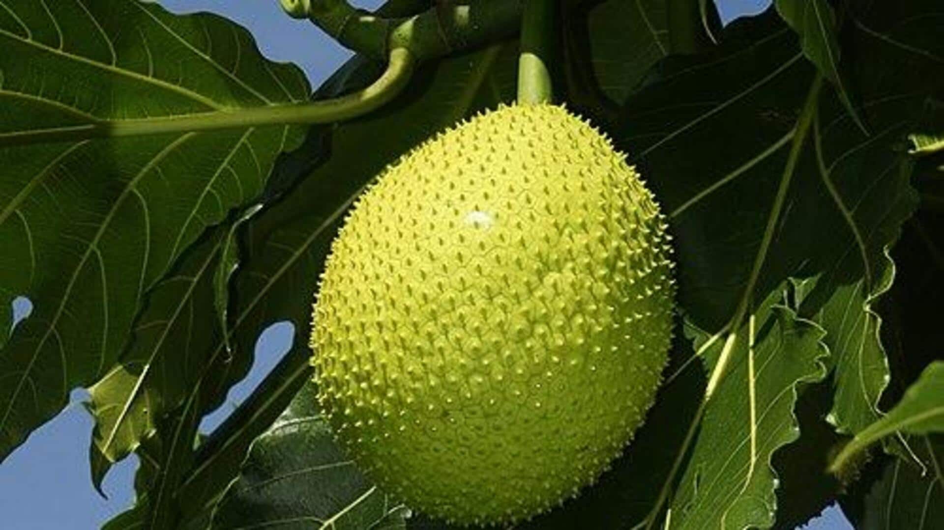 कटहल की एक खास किस्म है रोटीफल, इससे बनाकर खाएं ये 4 बेहतरीन पकवान