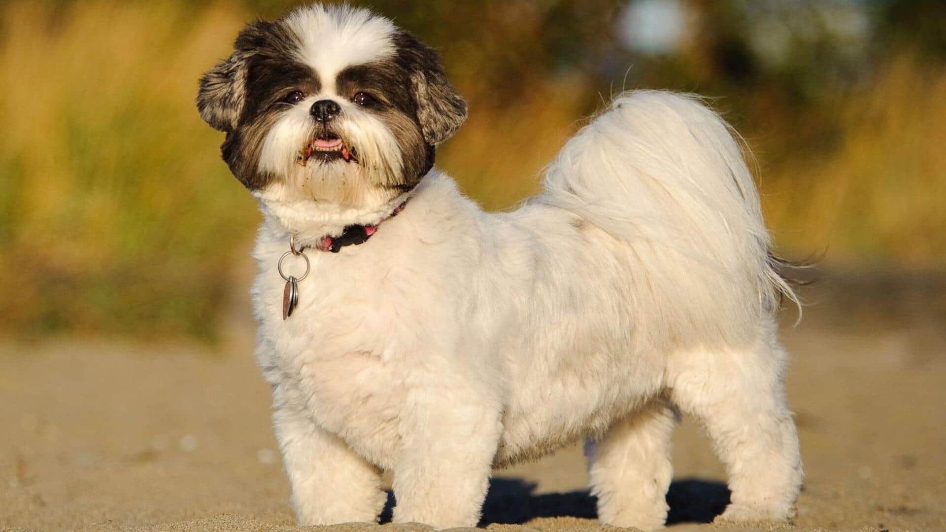 शिह त्जु नस्ल के कुत्ते की आंखों की देखभाल के लिए अपनाएं ये तरीके